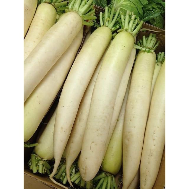 Daikon Radish Food Plot Seed - 1 Lb. - Seed World