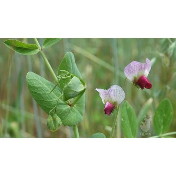 Austrian Winter Pea Seed – 10 Lbs – Cover Crop For Cold Climates – Seed Ranch