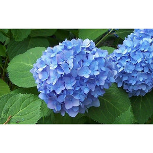 BloomStruck Hydrangea Floral Plant - 2 Gallon - Seed World