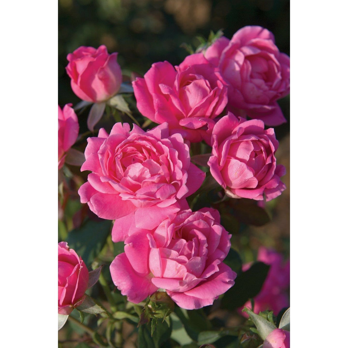 Knock Out Double Pink Rose Plant - 2 Gallon - Seed World