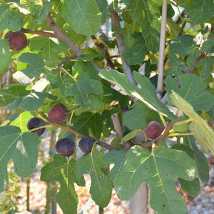 Fig Tree Plant - 1 Gallon - Seed World