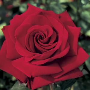 Duet Rose - 2.25 Gallon - Seed World