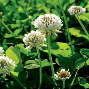 White Dutch Clover Seed - Seed World