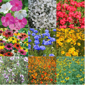 CGIG Wildflower Mixture Seeds for Southeast - 1/2 Lb. - Seed World