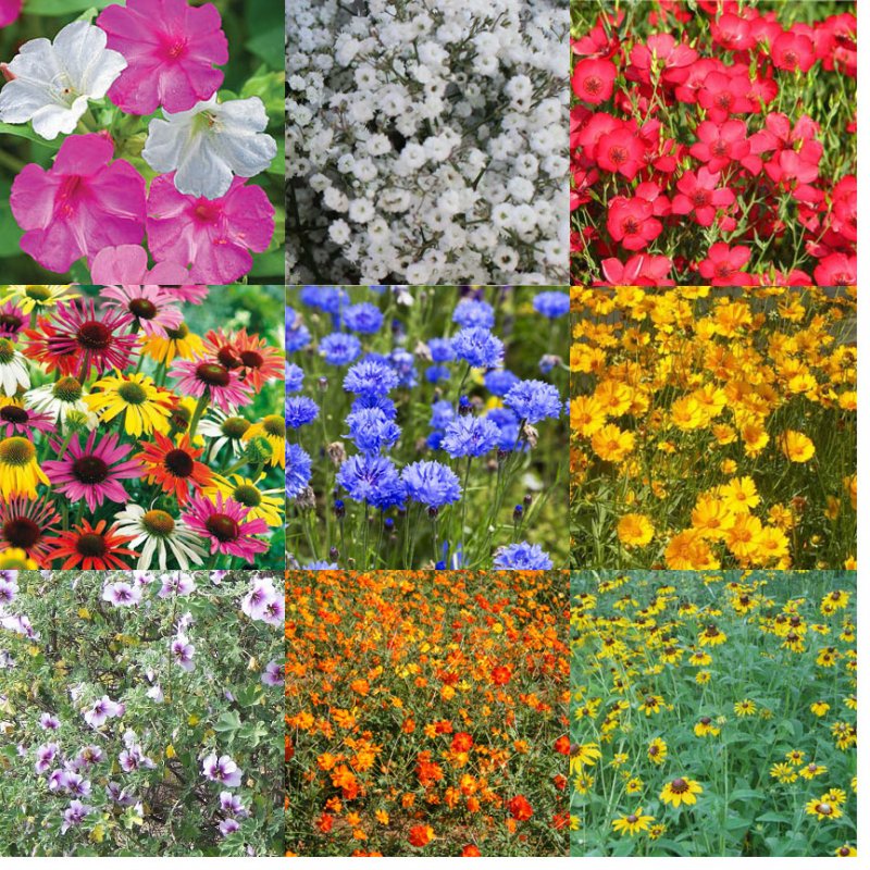 wildflower mixture seeds CGIG Wildflower Mixture Seeds for Southeast– Seed World
