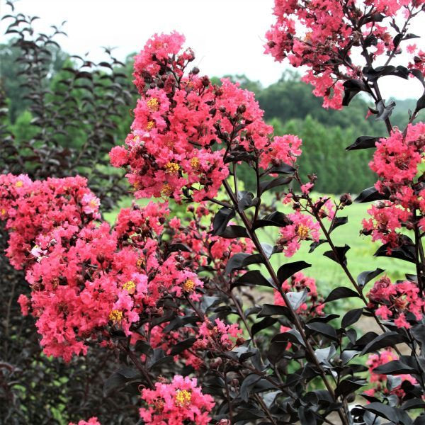 Crape Myrtle (Midnight Magic) First Editions Plant  - 2 Gallon - Seed World