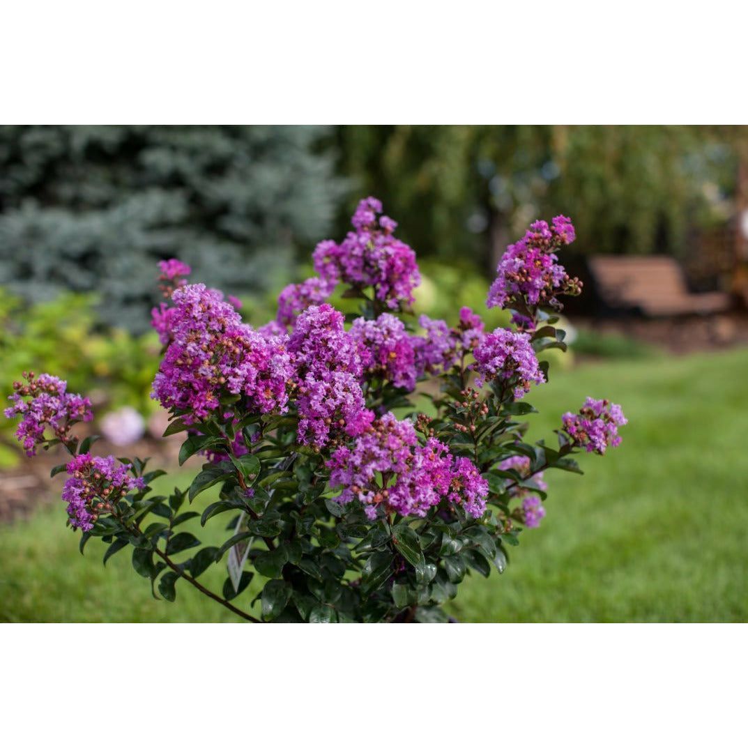 Crape Myrtle (Purple Magic) First Editions Plant  - 2 Gallon - Seed World