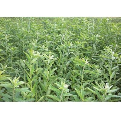 Sunn Hemp Seeds (Coated and Inoculated) - 5 Lbs. - Seed World