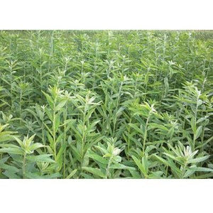 Sunn Hemp Seeds (Coated and Inoculated) - 50 Lbs. - Seed World