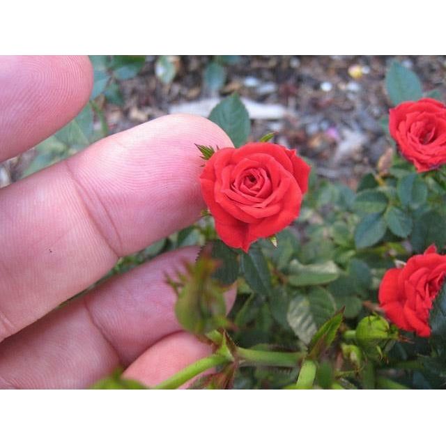 Mini Rose Plant - 1 Gallon - Seed World