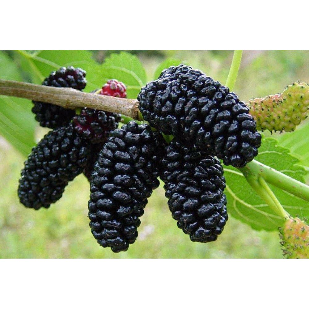 Dwarf Mulberry Tree Plant - 1 Gallon - Seed World