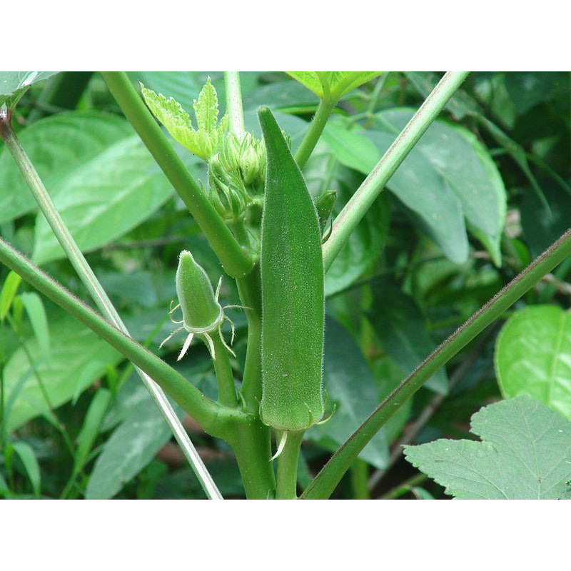 Okra Seed Clemson Spineless - 1 Lb. - Seed World