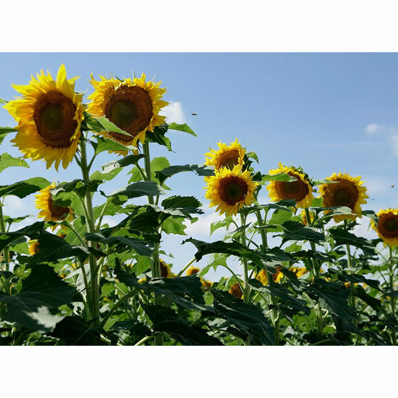 express sunflower herbicide Clearfield Lonesome Dove Sunflower Seeds