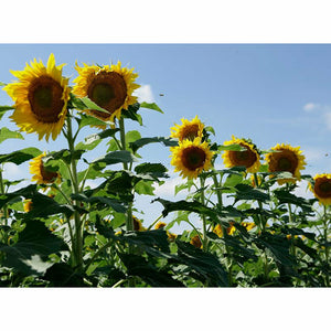 Clearfield Lonesome Dove Sunflower Seeds - Seed World