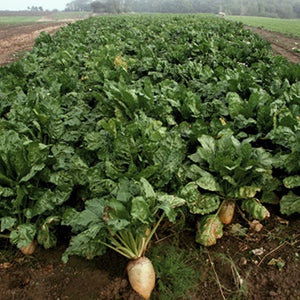 Sugar Beet Seed - Seed World