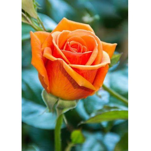 Rose Duet (Multi-Colored) Plant - 2.25 Gallon - Seed World