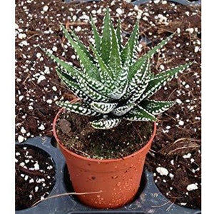 Haworthia Aristata Zebra Plant Succulent - 2.5" - Seed World