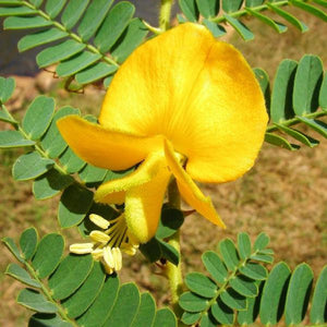 Aeschynomene Seed (Deer Vetch) - Seed World