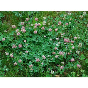 Alsike Clover Seed - 1 Lb. - Seed World