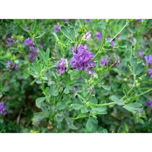 Ameristand 403T Alfalfa Seed - Seed World