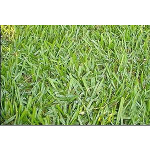 Argentine Bahia Lawn Grass Seed (Raw) - Seed World