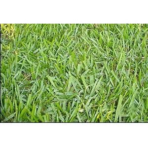 Argentine Bahia Grass Seed (Coated) - Seed World