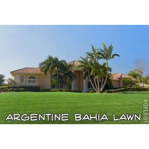 Argentine Bahia Lawn Grass Seed (Raw) - Seed World