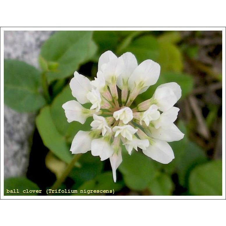 Ball Clover Seed - Great for Honey Bees - 1 Lb. - Seed World
