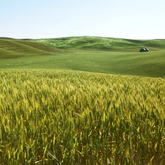 Barley Seed - 1 Lb. - Seed World