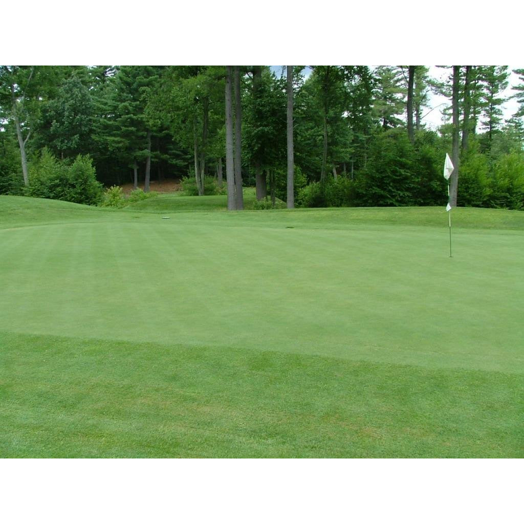 Princeville Creeping Bentgrass Seed - Seed World