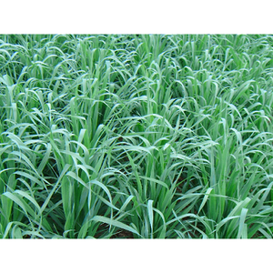 Cosaque Black Oats Seeds - 50 lbs - Seed World