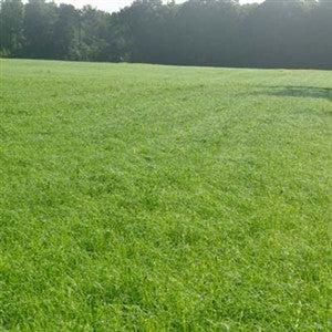 Bonus Teff Grass Seed - Seed World