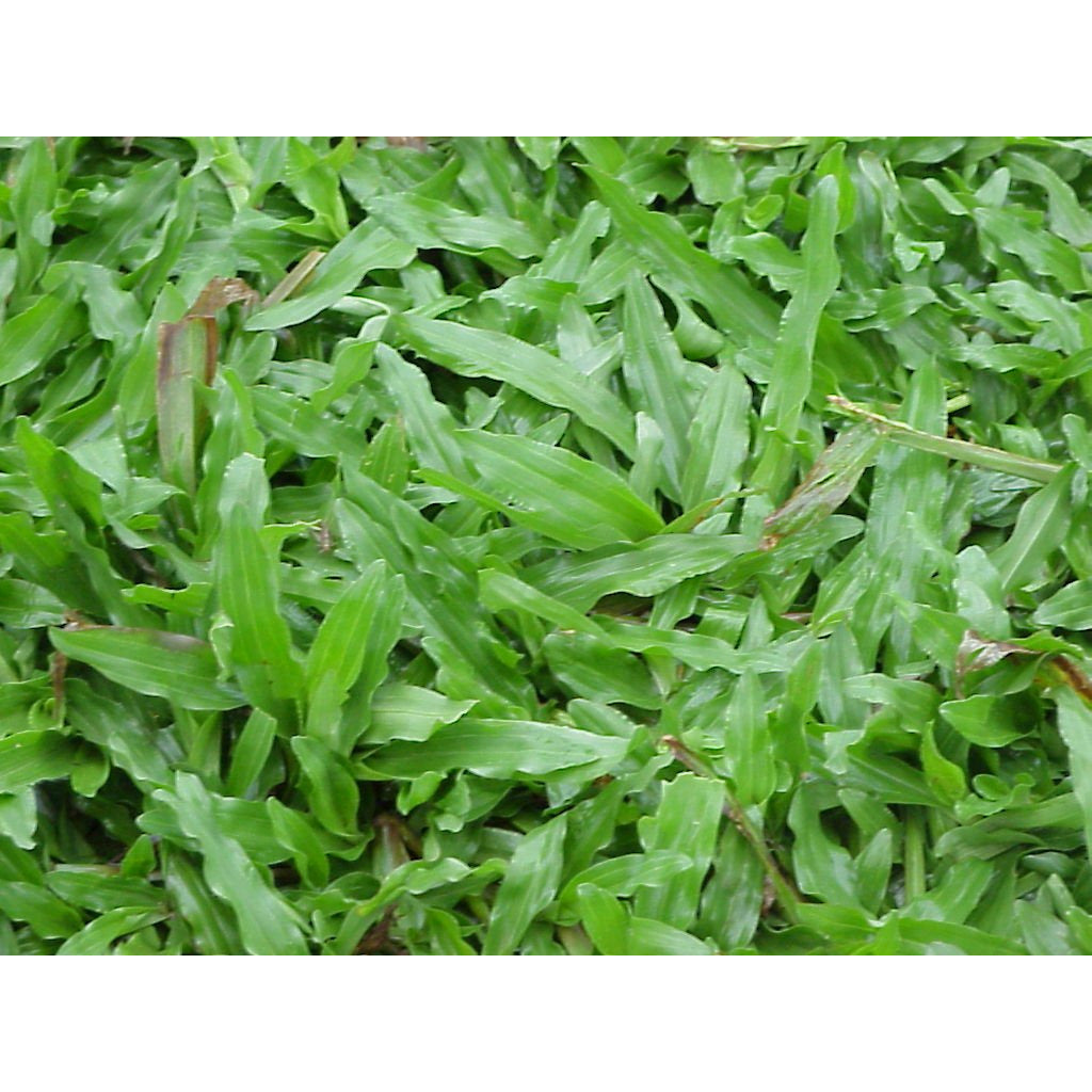 Carpetgrass Seed - Seed World