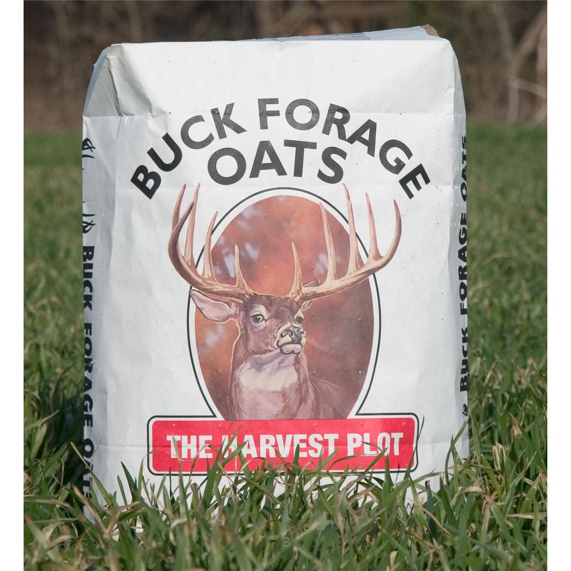 Buck Forage Oats Food Plot Seeds - Seed World