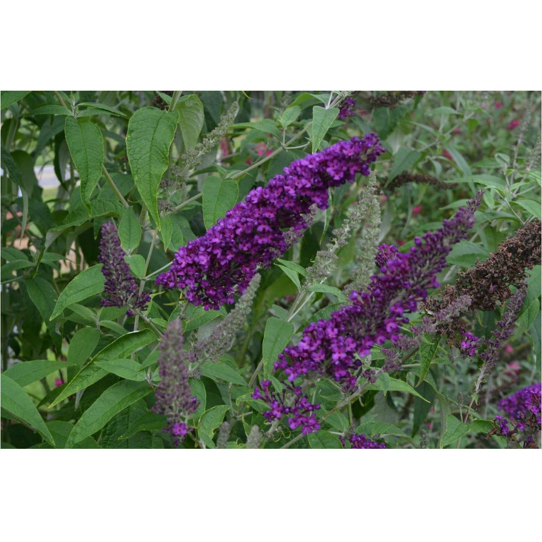 (Groovy Grape) First Editions Plant Butterfly Bush - 2 Gallon - Seed World