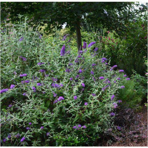 (Groovy Grape) First Editions Plant Butterfly Bush - 2 Gallon - Seed World