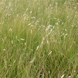 (Ships March 2021) Buffalo Grass Seed - Seed World