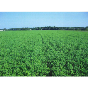 Bulldog 505 Alfalfa Seed - Seed World