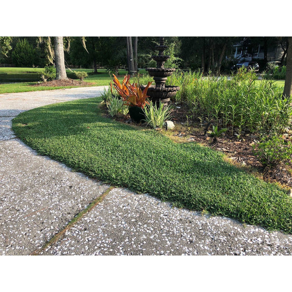 CitraBlue St. Augustine Premium Grass Plugs | Seed World