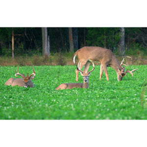 Imperial Whitetail Clover (Perennial) - Seed World