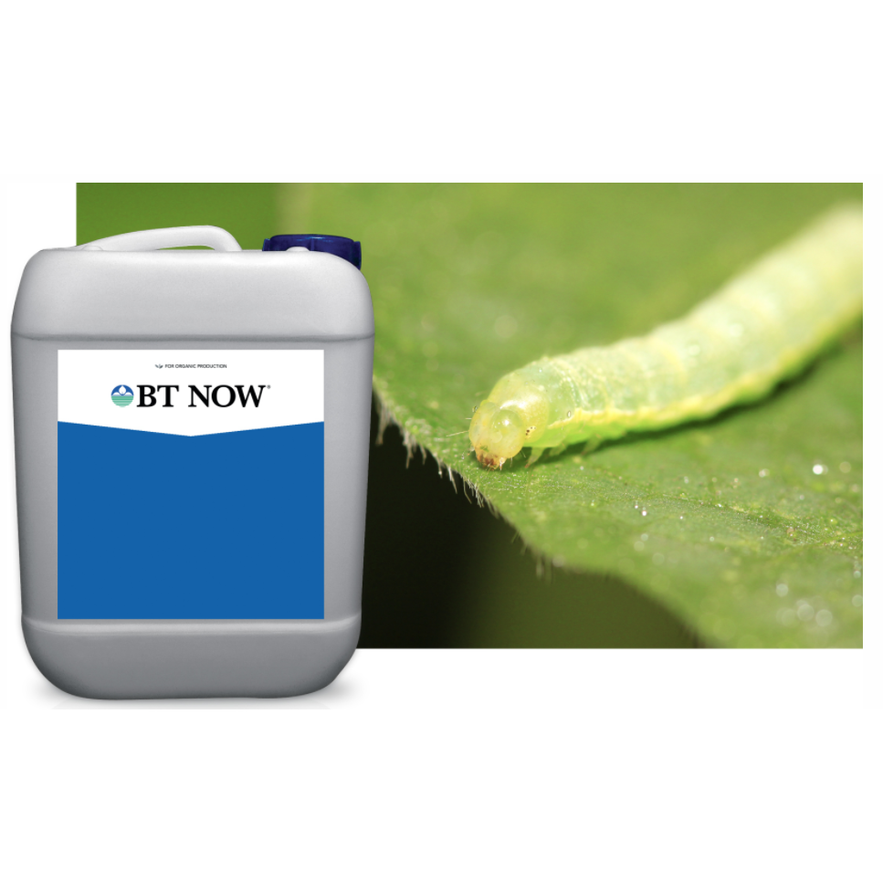 BT NOW® - Seed World