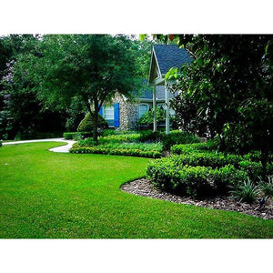 Carpet Grass Seed (Coated) - 50 Lbs. - Seed World