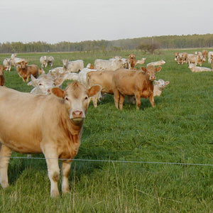 Bahia Pasture