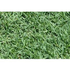 tifway 419 bermuda grass seed lowe's Bermuda Grass Plugs– Seed World