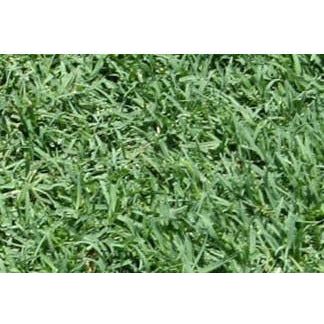 Bimini Bermuda Grass Plugs - 2 Trays - Seed World