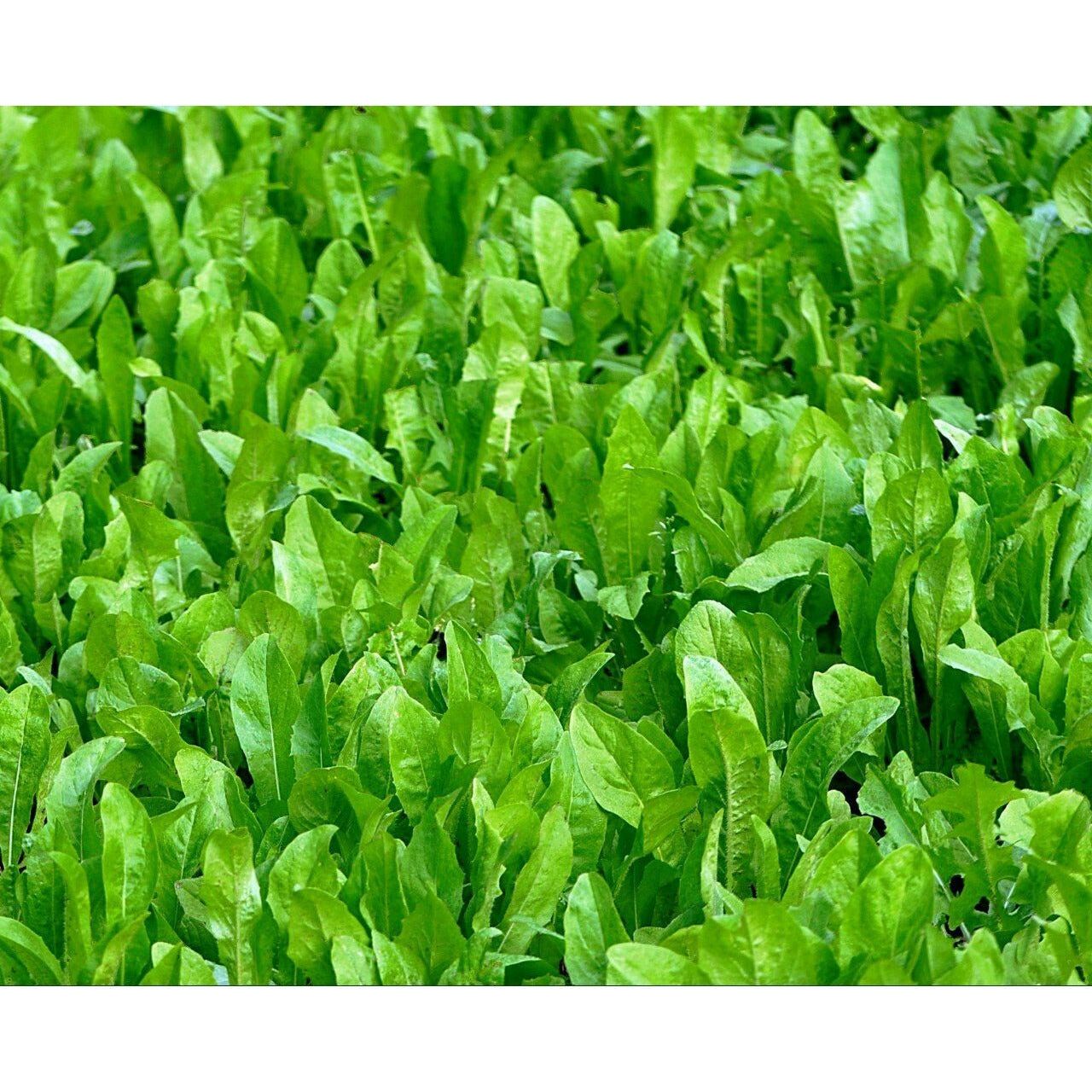 ChicMagnet - 3 Lbs. - Seed World