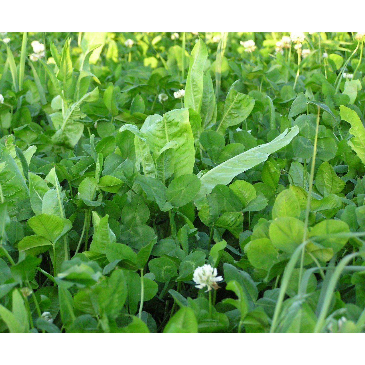 Imperial Whitetail Fusion - 3.15 Lbs / 9.25 Lbs - Seed World