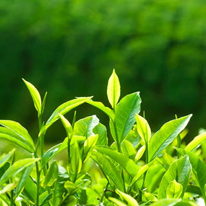 Green Tea Plant