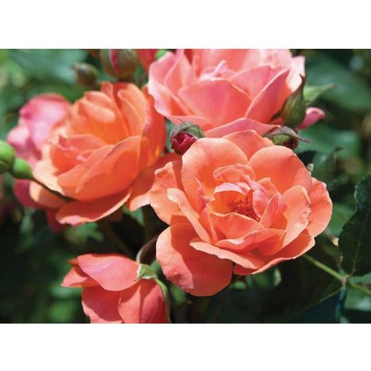 Knock Out Coral Rose Plant - 2 Gallon - Seed World