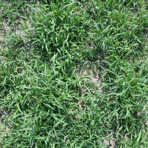 Crabgrass Seed (Quick-N-Big) (Red River)